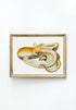 Vintage Wall Art - Velodona Octopus Scientific Illustration